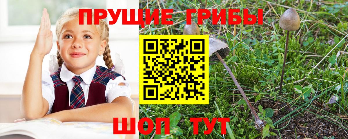 Апрелевка  Галлюциногенные грибы MAGIC MUSHROOMS  Вход с VPN  Псилоцибиновые грибы GOLDEN TEACHER 